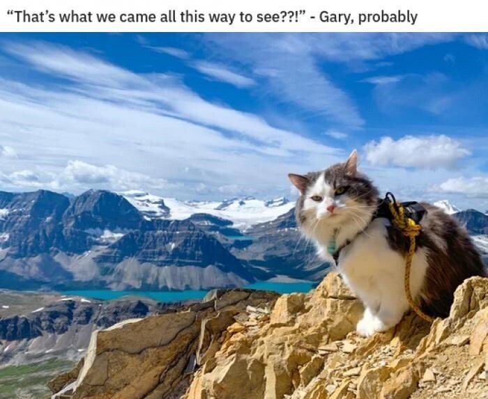 Adventurous cat with harness overlooking a mountain lake and snowy peaks in a stunning outdoor landscape.