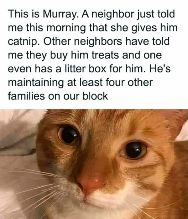 Murray The Beloved Neighborhood Cat