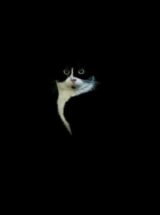 Black and white cat with bright eyes emerging from darkness, emphasizing mystery and feline beauty.