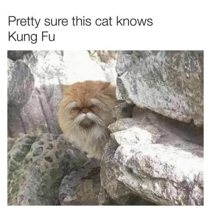 Fluffy orange cat meditating among rocks with humorous Kung Fu caption and serene expression.