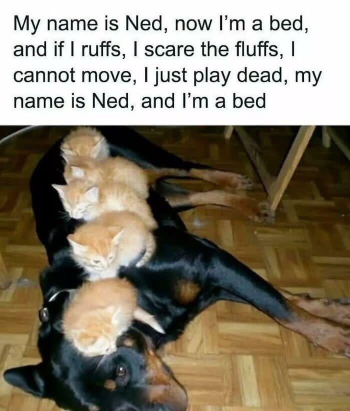 Large Rottweiler with adorable orange kittens resting on its back, showcasing animal companionship and care.