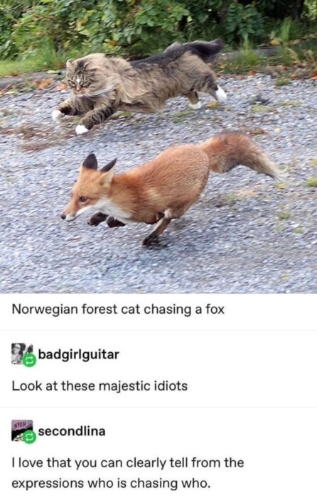 Norwegian Forest cat chasing fox on rocky woodland trail during playful wildlife scene.