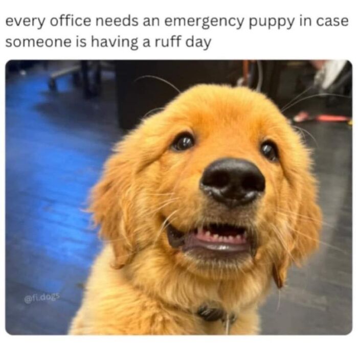 Adorable golden retriever puppy brightening a stressful office day with cuteness.