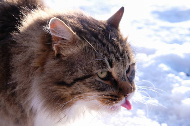 Fluffy brown tabby cat with yellow eyes licking lips in snowy winter landscape.