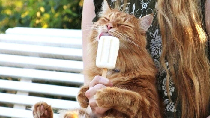 Fluffy orange cat contentedly holding a popsicle while relaxing on a sunny outdoor bench.