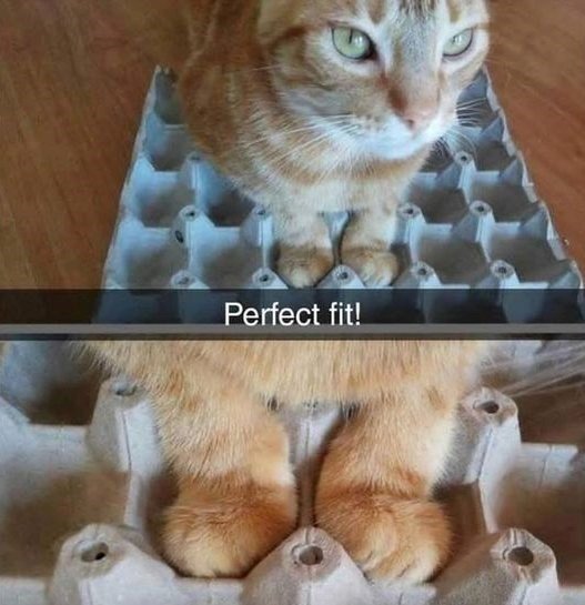 Cute orange cat fitting perfectly in an egg carton on a wooden floor.