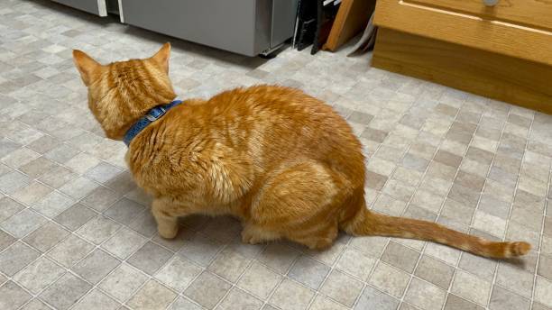 Cute ginger cat with blue collar sitting on kitchen tiled floor, seen from behind.
