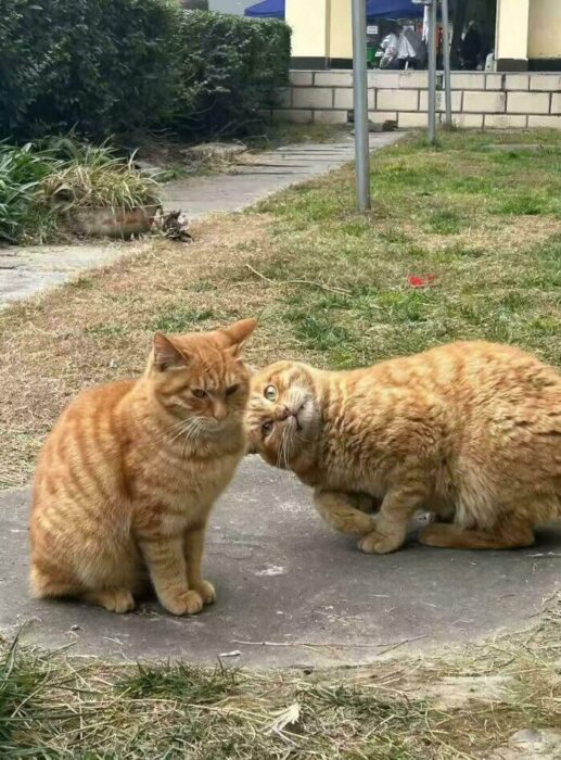 Two playful orange tabby cats relaxing outdoors on a grassy garden.