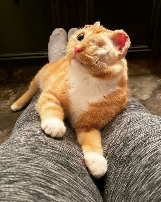 Orange one-eyed tabby cat resting peacefully on human lap in cozy home setting.