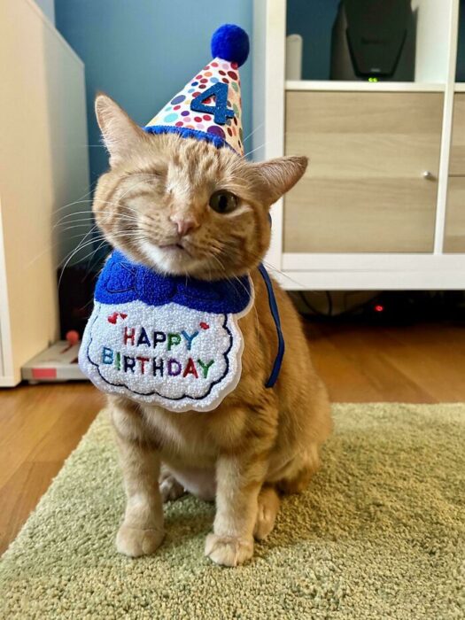 Orange tabby cat wearing birthday hat and bib celebrating 4th birthday indoors.