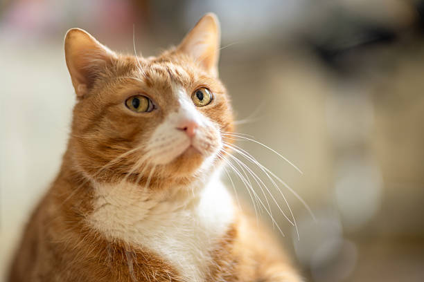 Close-up of an adorable orange and white domestic cat with green eyes and soft fur.