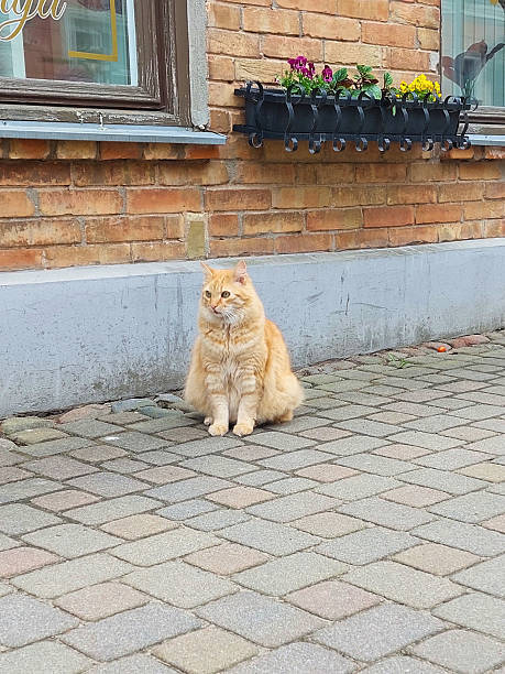 Orange tabby cat sitting by brick building with flower window box and cobblestone street.