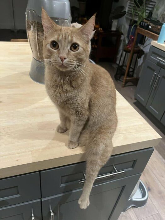 Adorable orange tabby cat sitting on kitchen counter with modern home and cozy décor.
