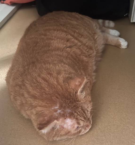Ginger tabby cat resting comfortably indoors on hardwood floor near laptop and human hand.