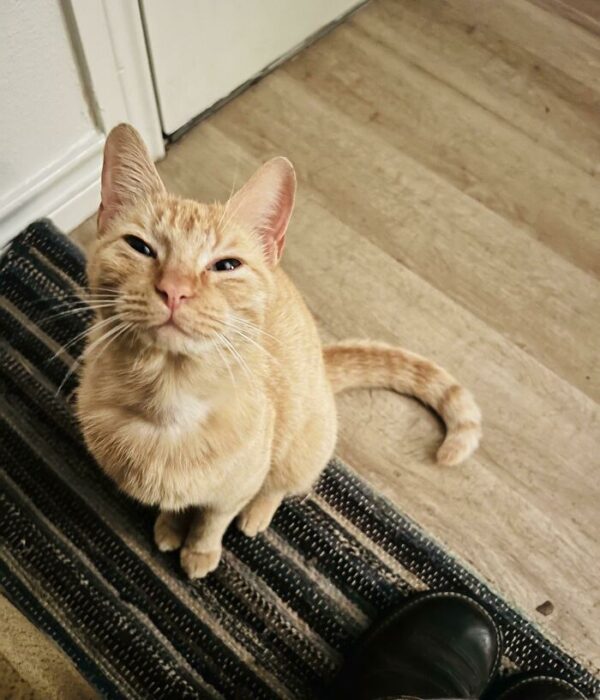 Orange tabby cat sitting indoors on a striped rug, looking curious and relaxed.