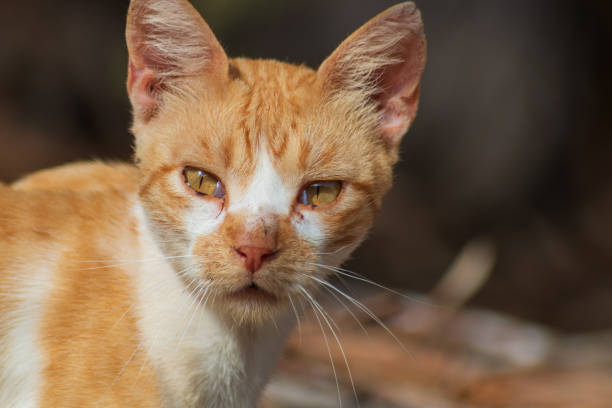 Close-up of curious orange and white cat with vivid green eyes and expressive face.