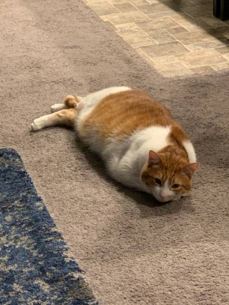 Orange and white cat lounging relaxed on cozy beige carpet in warm home.