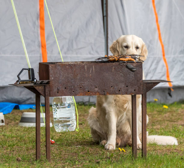 Golden retriever watches grilled meat near rustic outdoor camping grill and tent.