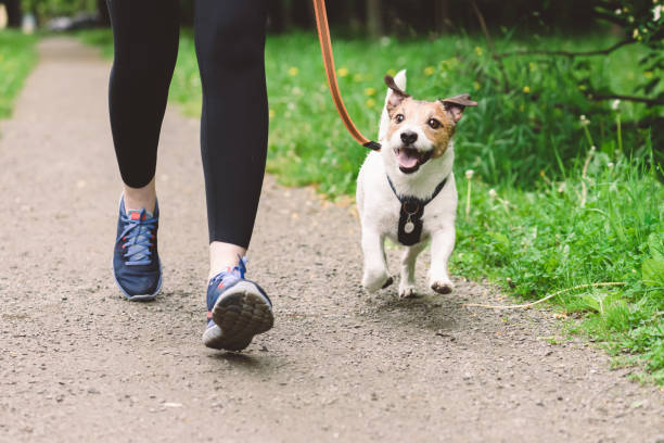 Person walking energetic small dog on scenic park trail in nature.