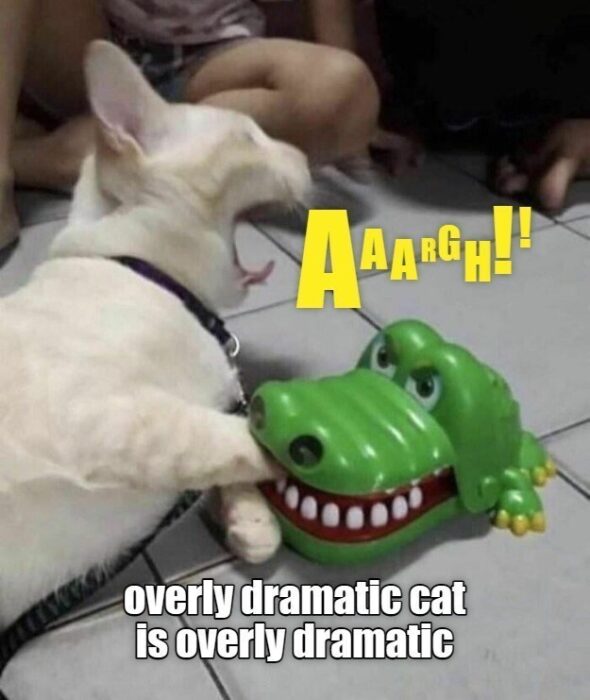Dramatic white cat reacting to green crocodile toy amidst family at home.