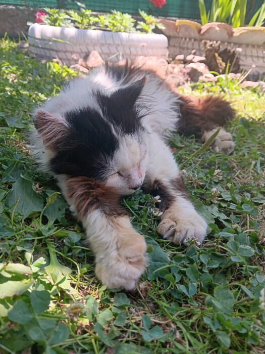 Calico cat sleeping peacefully on lush green grass in a vibrant garden.