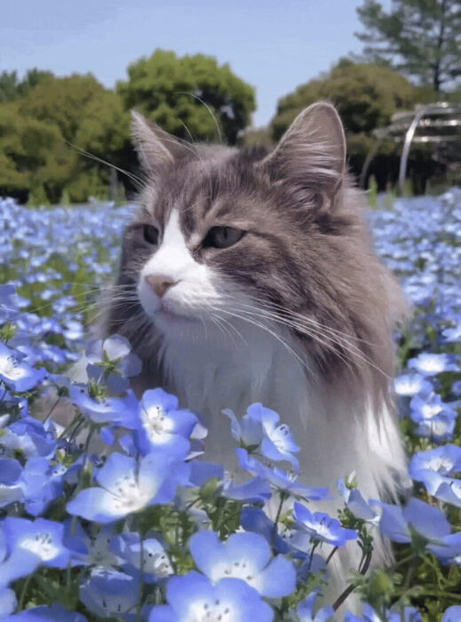 Serene gray and white cat sitting among vibrant blue flowers in lush garden setting.