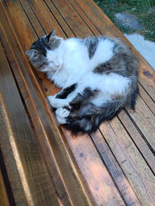 Relaxing white and gray cat napping on a wooden garden bench outdoors.