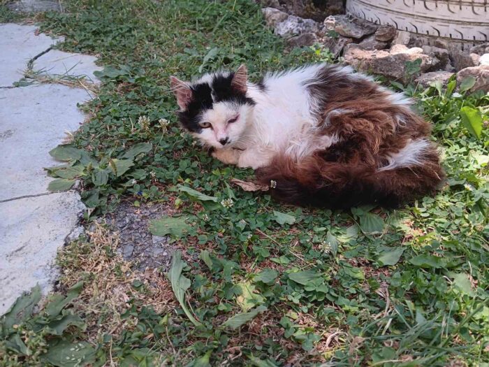 Calm outdoor cat resting on lush grass with rocks and pathway in tranquil natural setting.