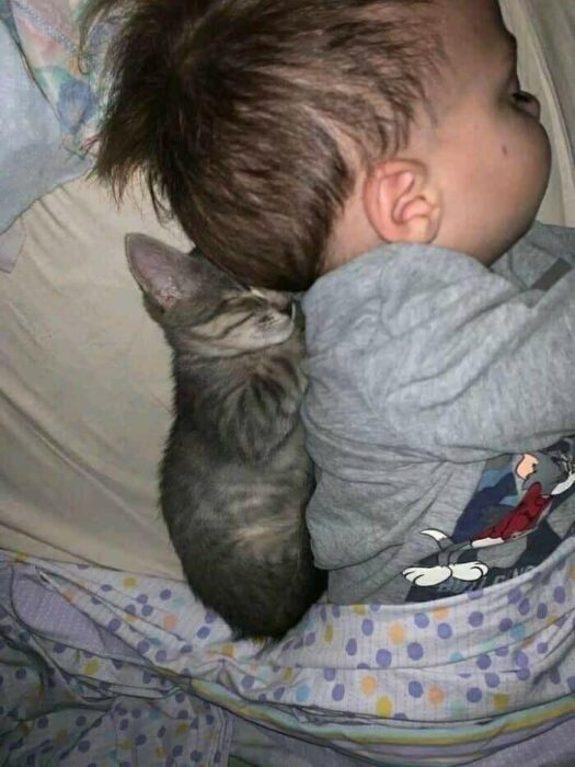 Cute toddler and gray kitten peacefully sleeping together in cozy, soft bedding.