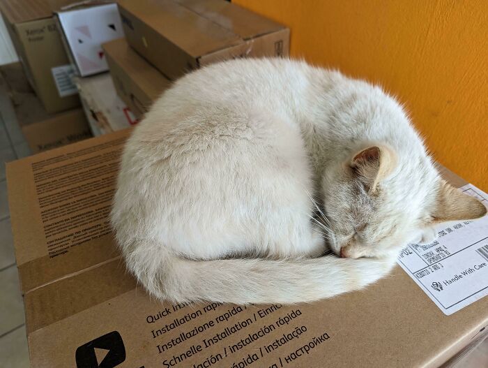 White cat sleeping peacefully on cardboard boxes in cozy home setting.