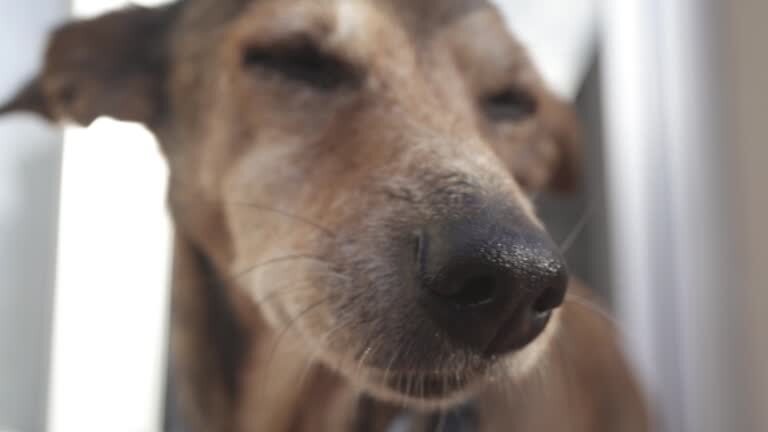 Close-up of a relaxed, brown-coated dog with expressive eyes and a peaceful outdoor vibe.