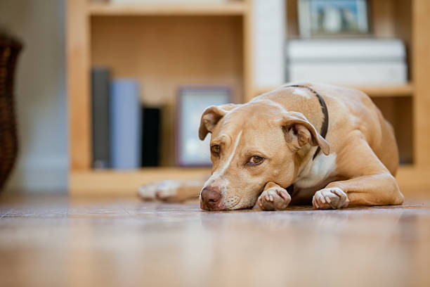 Calm dog resting peacefully on a wooden floor in a cozy, homey living space.
