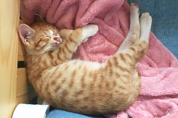 Cute ginger kitten sleeping peacefully on a cozy pink blanket.