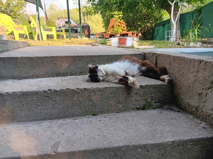 Relaxing outdoor cat on cement steps amidst lush garden and colorful outdoor furniture.