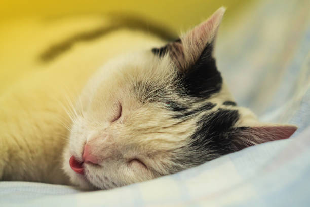 A peaceful white and black patch cat sleeping on a soft, cozy blanket.