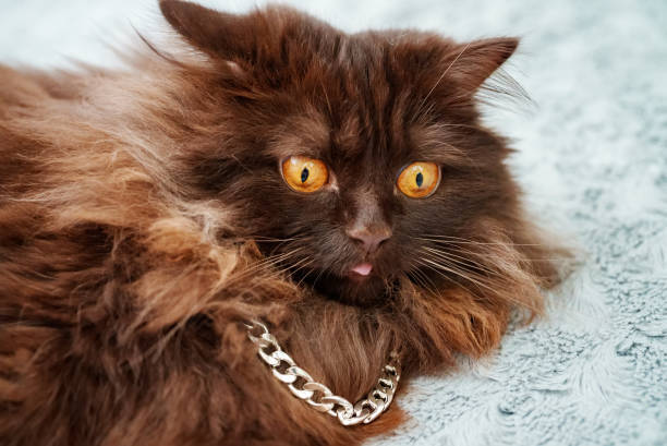 Adorable brown Persian cat with golden eyes and silver chain on soft blue background.