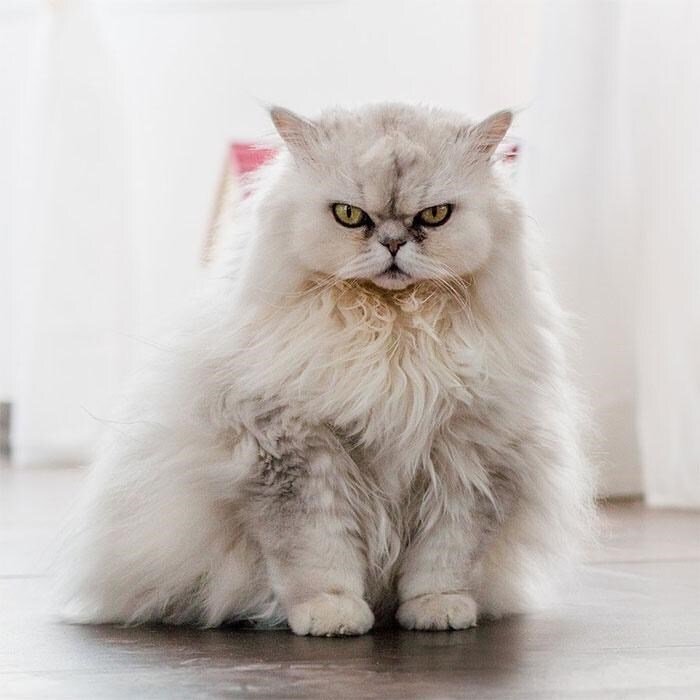 Elegant Persian cat with fluffy white and gray Fur sitting regal in bright indoor space.