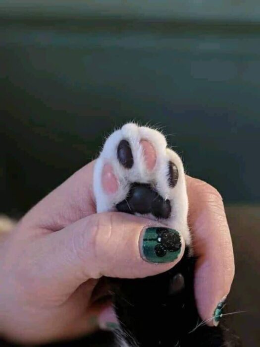 Human hand with green nail art holding a fluffy cats paw, symbolizing pet love and bond.