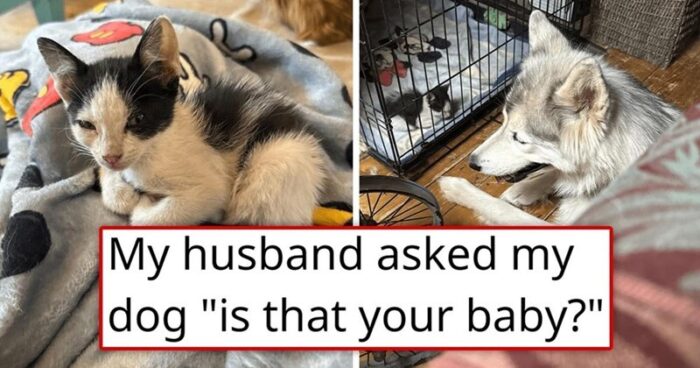 Cute kitten and curious Husky dog sitting together in a cozy home.