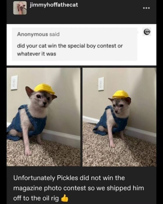 Humorous cat Pickles in denim vest and yellow hat, captured in a playful indoor setting.