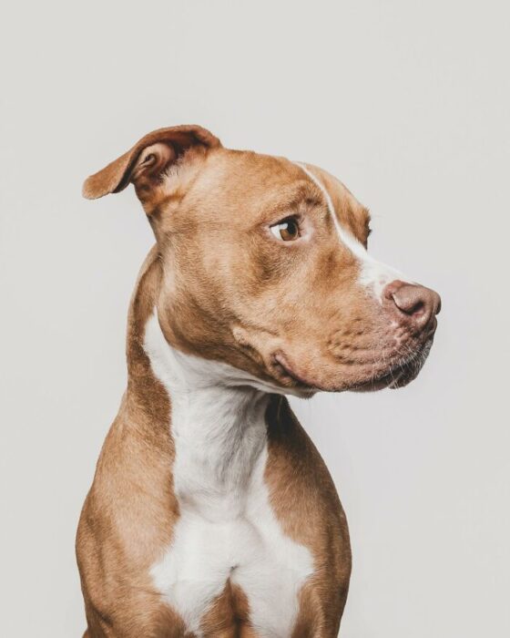Close-up profile of a muscular light brown pitbull with white chest and focused gaze.