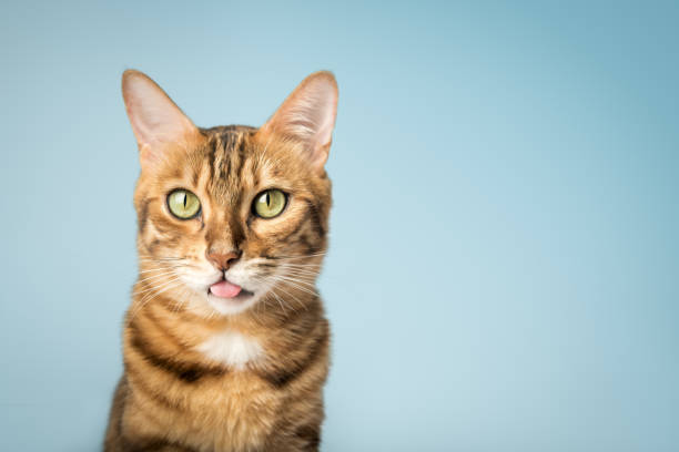 Playful Bengal cat with green eyes and spotted golden fur on pastel blue background.