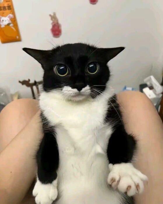 Adorable black and white cat with big expressive eyes being held indoors.