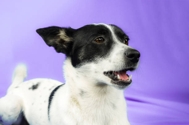Happy black-and-white dog lying on vibrant purple background with playful expression and curious ears.