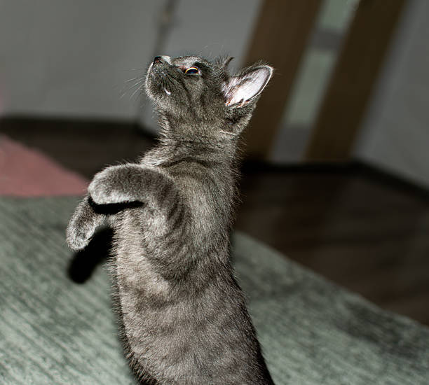 Playful gray kitten exploring on wooden floor with pink blanket in cozy home setting.