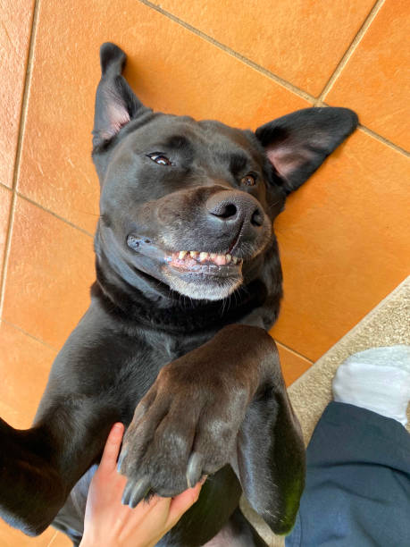 Playful black Labrador lying indoors, enjoying petting and showing joyful, loving expression.
