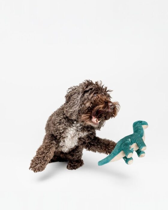 Playful brown dog chewing teal dinosaur plush toy on white background.