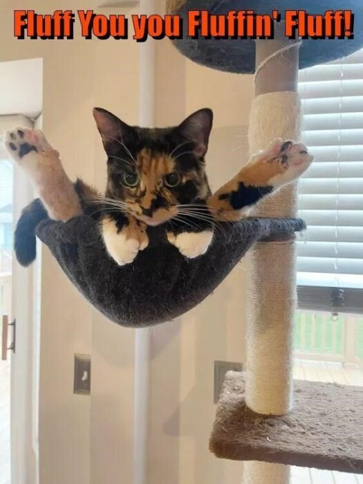 Playful calico cat relaxing in hammock with funny caption and cozy indoor background.