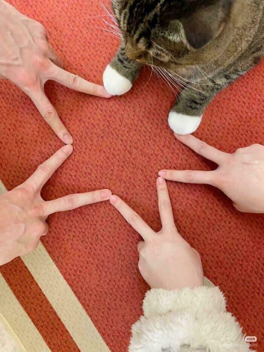 Playful cat surrounded by hands forming a star shape on a cozy red rug.