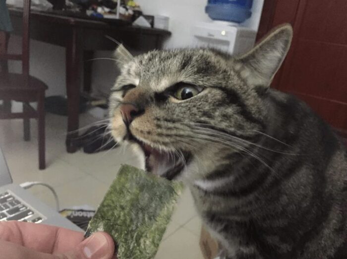 Playful striped tabby cat enjoying a green snack during a cozy home moment.